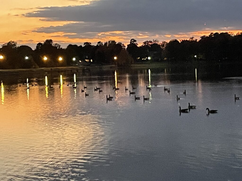 Silhouettes of more than 30 Canada Geese can be seen on a lake at sunset. The orange and gray colors in the sky reflect on the lake along with a row of lights along a path in the background.