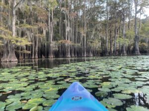 The nose of a kayak heads into a large group of lily pads. Ahead are bald cypress trees.