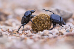 Two dung beetles roll a ball of dung along the ground