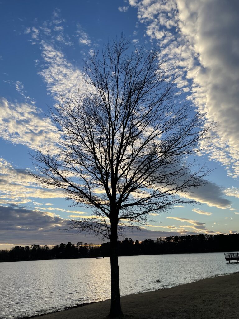 A small leafless tree on the edge of a lake is silhouetted by a bright blue sky with fluffy white clouds.