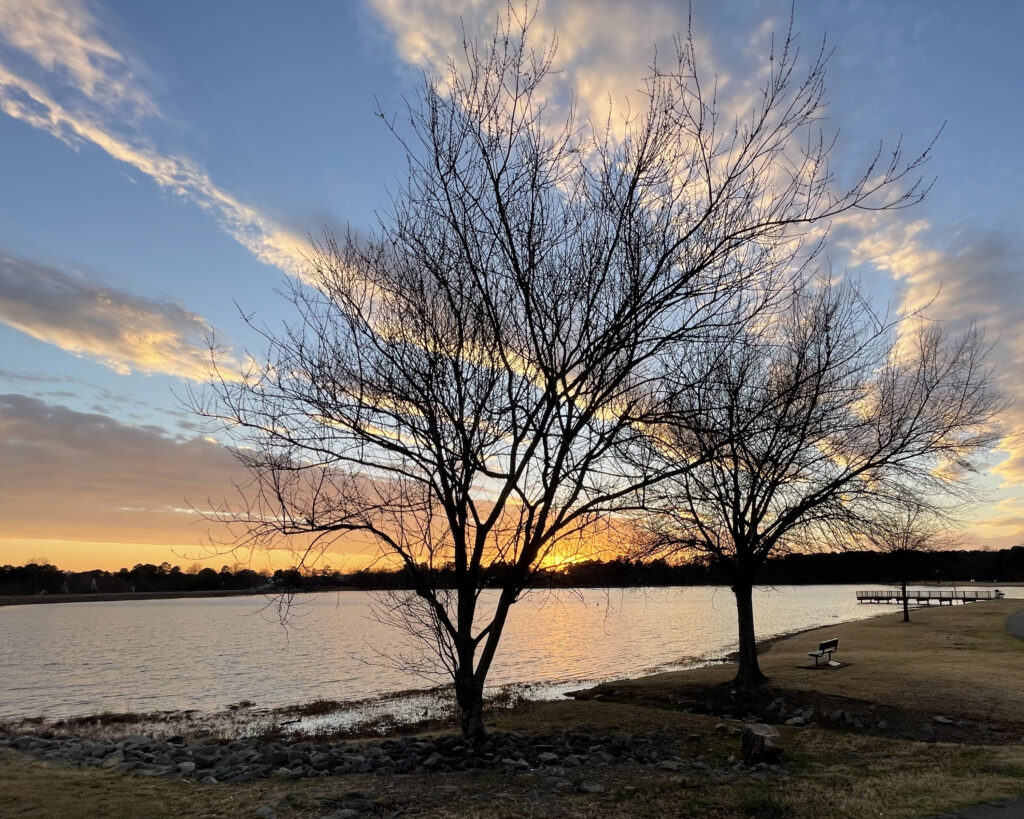 Looking through two leafless trees on a shoreline silhouetted by a bright blue sky with yellow and orange colored clouds and the sun setting on the horizon.