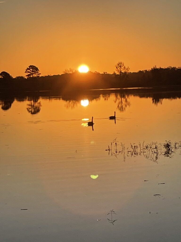 Two large birds with long necks are silhouetted as they float on a bright bold lake as the sun rises