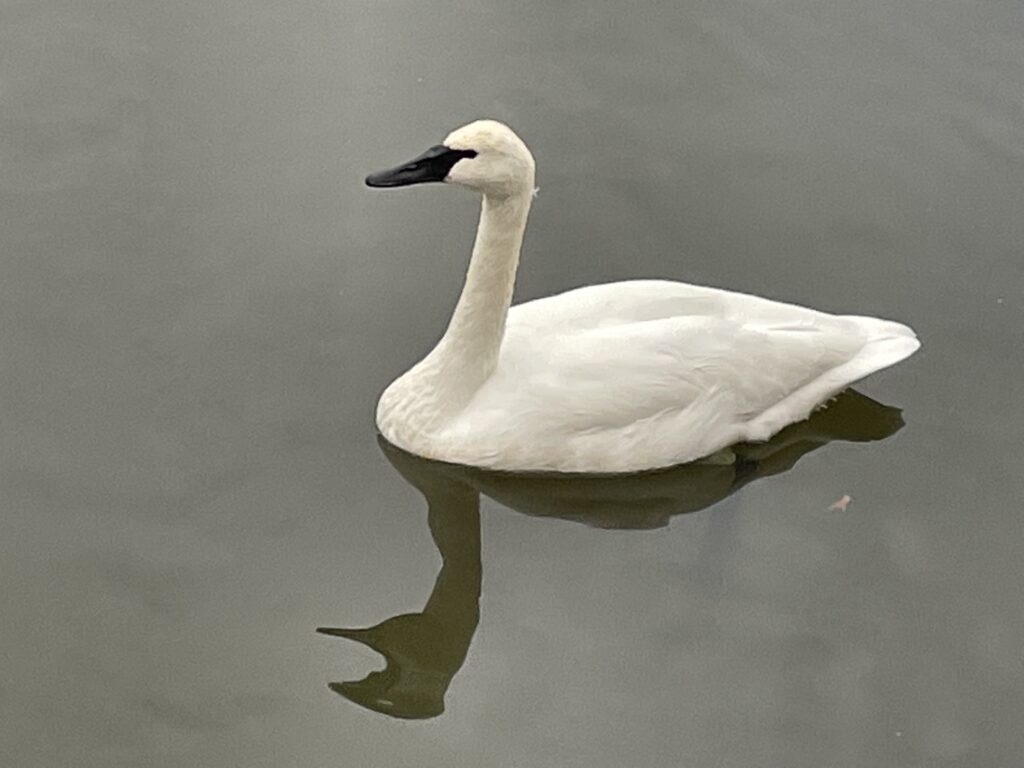 A large white bird with a long neck and black beak floats in the water
