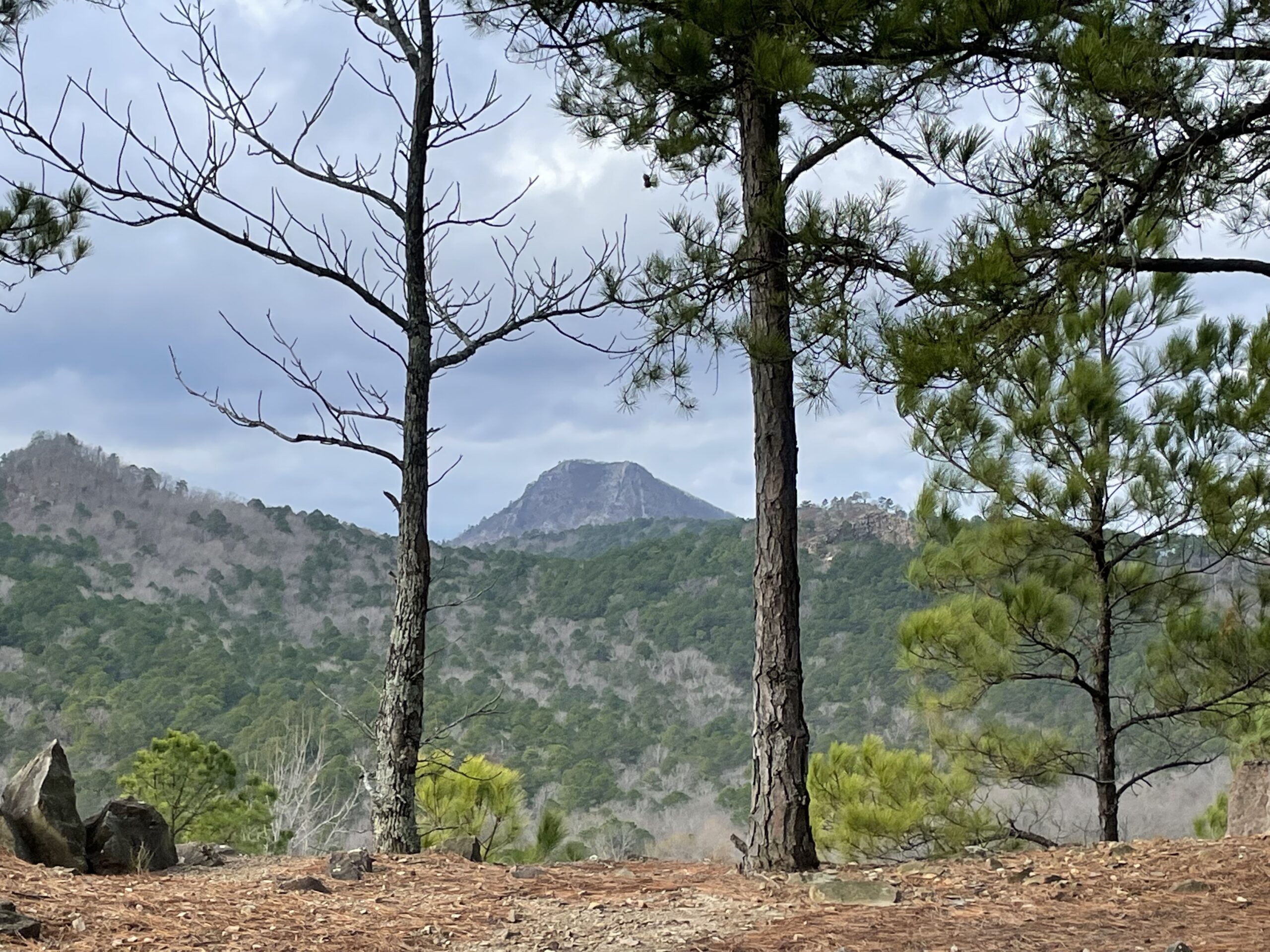 Looking toward a mountain ridge with a larger mountain framed by the two trees.