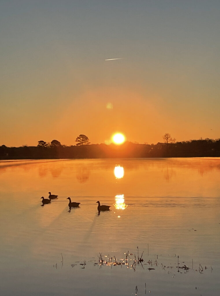 Four large birds float on a lake awash with golden color as the sun rises on the horizon