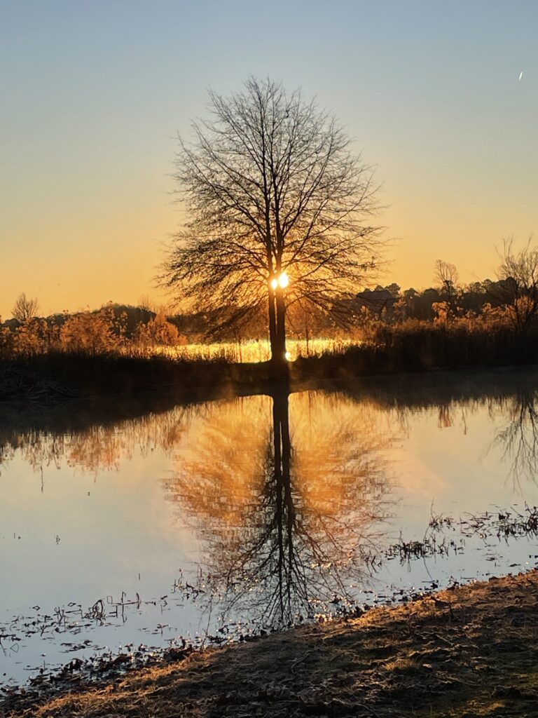 A tree on an island in a lake is silhouetted by a bright orange sun and reflects in the water below