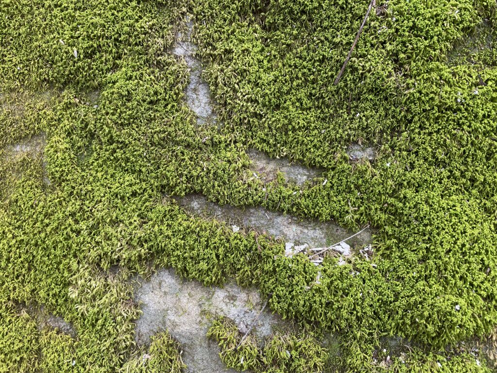 Green moss grows thickly on a rock with a few spots of the gray rock showing through.