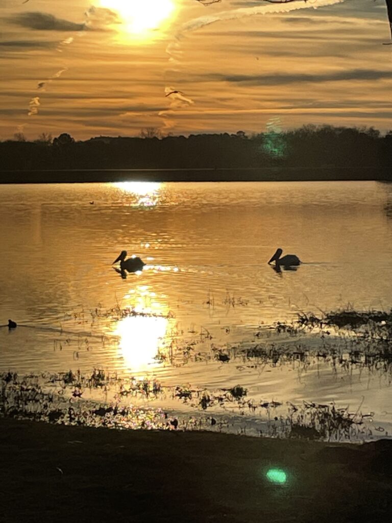 Silhouettes of two large birds with large beaks floating on a lake golden with sunlight.