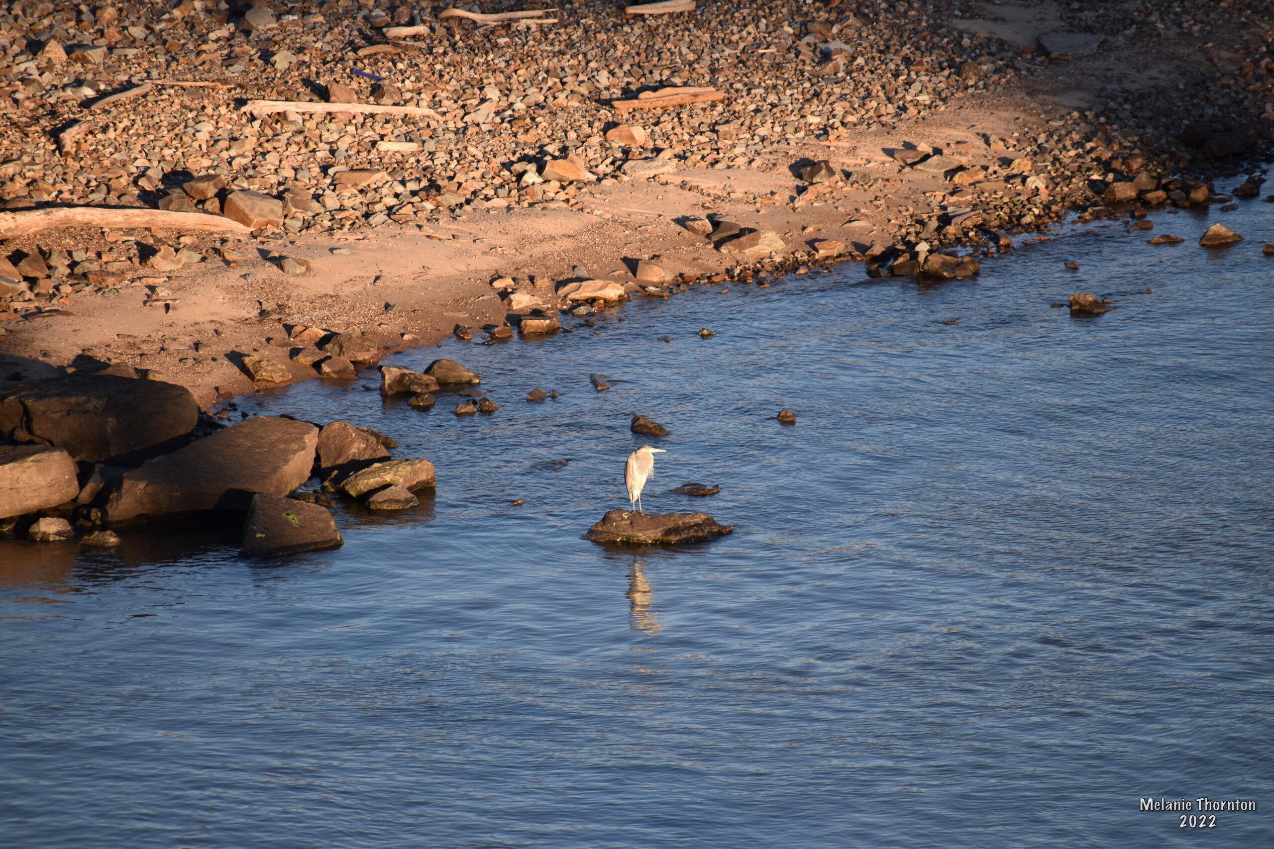 A large light grey bird with long legs and a long beak stands on a rock not far from the shore of a body of water. Its reflection is seen below it.