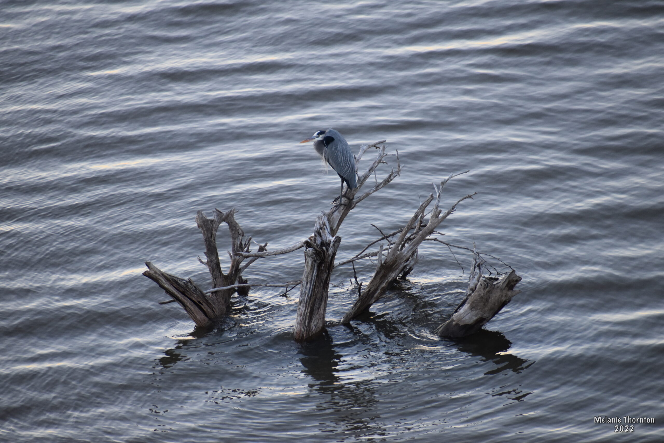 A large gray bird with long spindly  legs and a long beak stands on the limb of a dead bush in the water