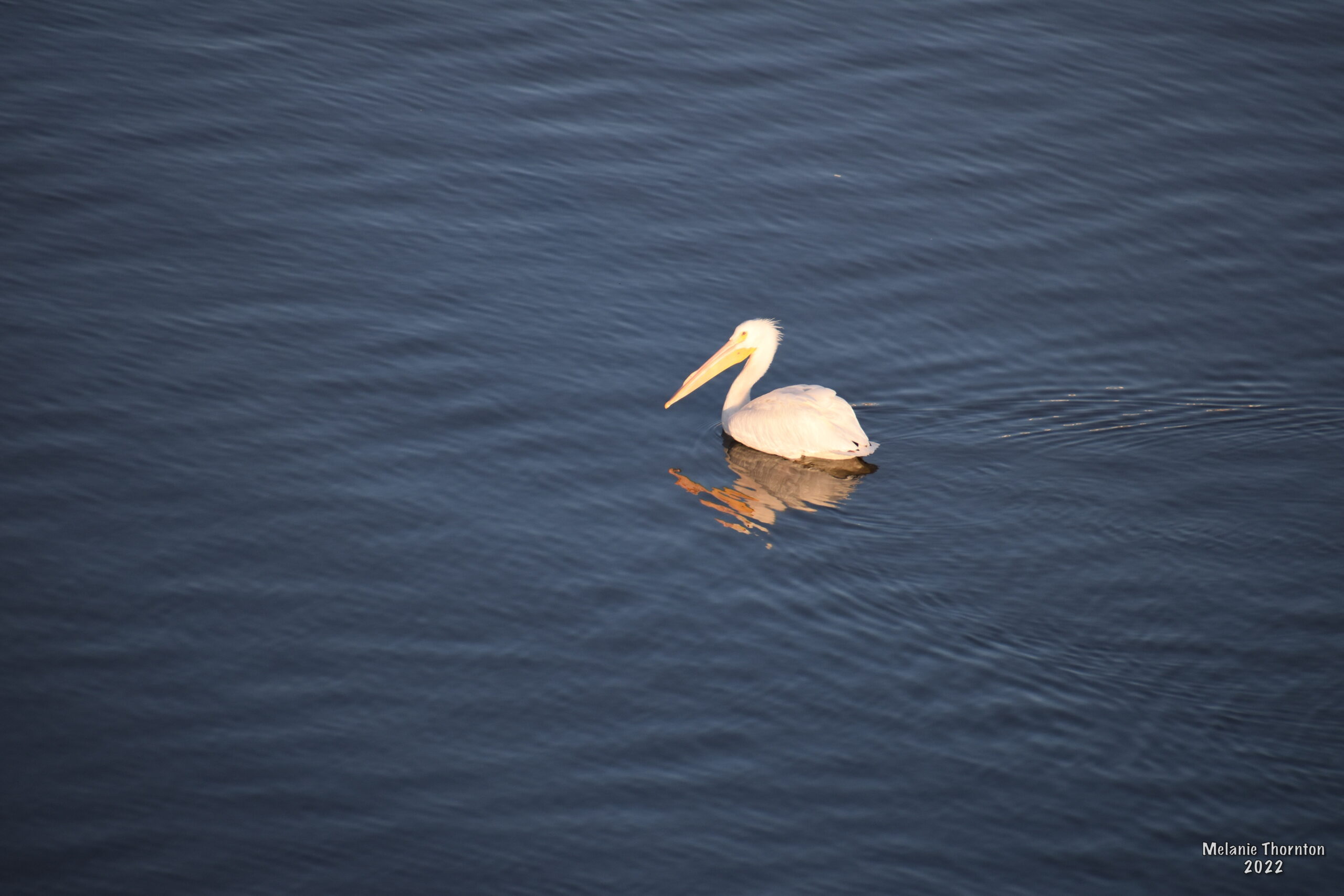 A large white bird with a long yellow beak floats on the water, its reflection below it