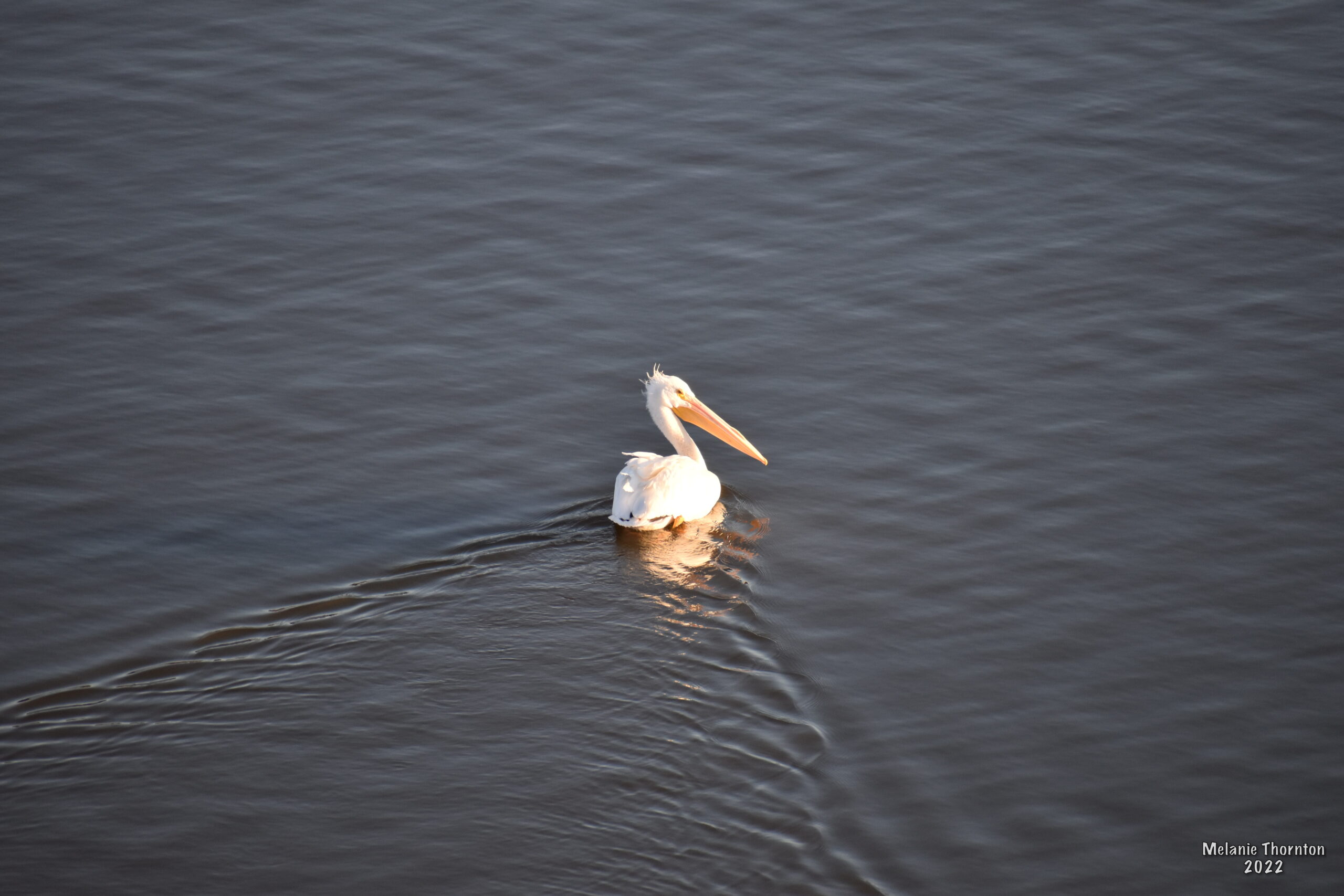 A large white bird with a long orange beak swims away and looks back toward us