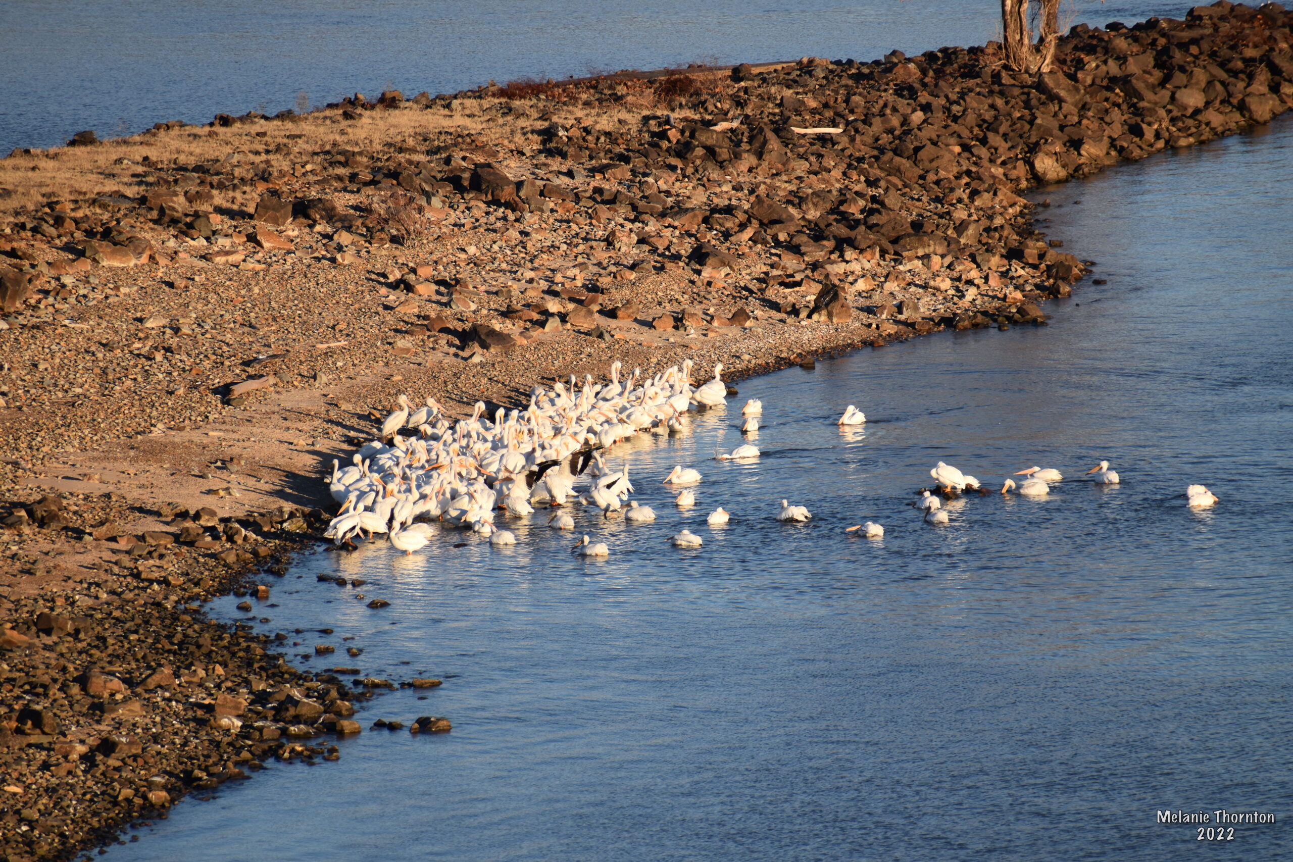 About thirty large white birds with long yellow-orange beaks are gathered together near the shoreline