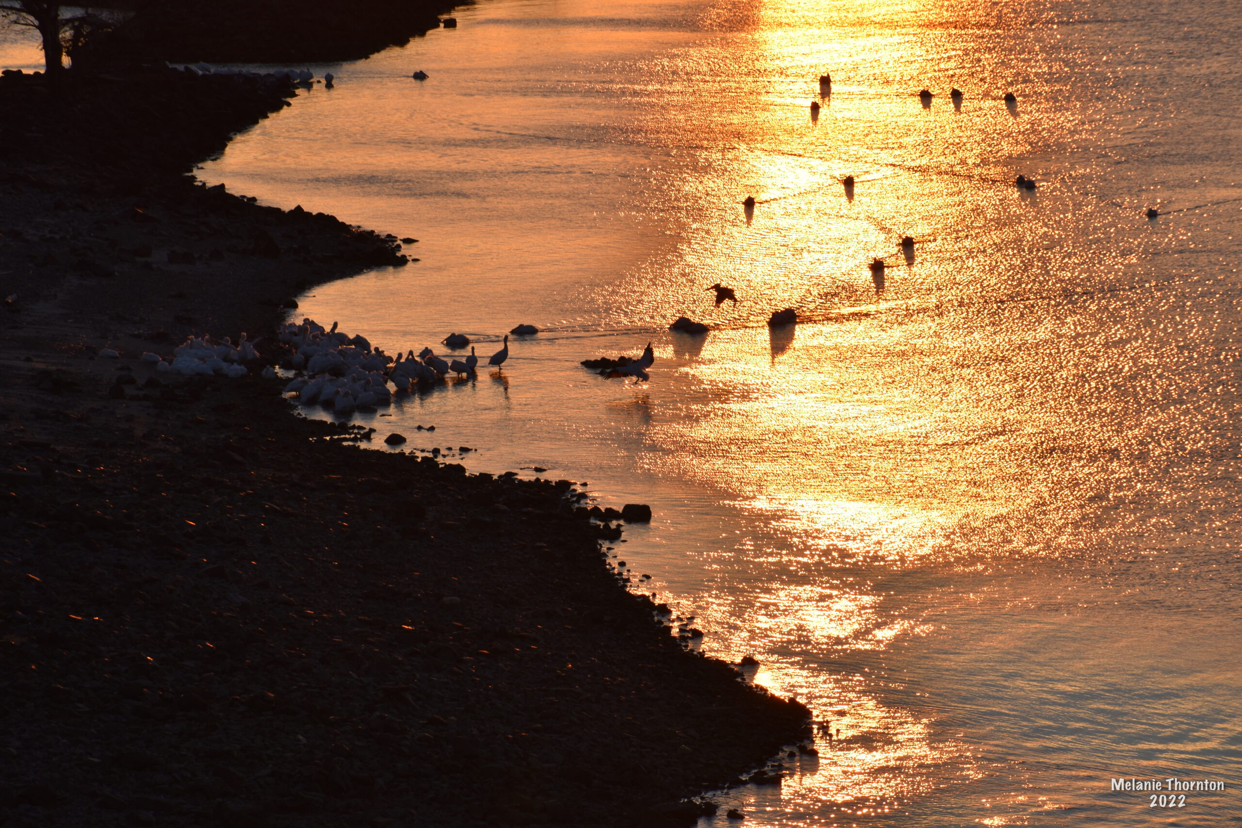 A bright orange and yellow body of water with more than ten birds floating on the surface near a shoreline.