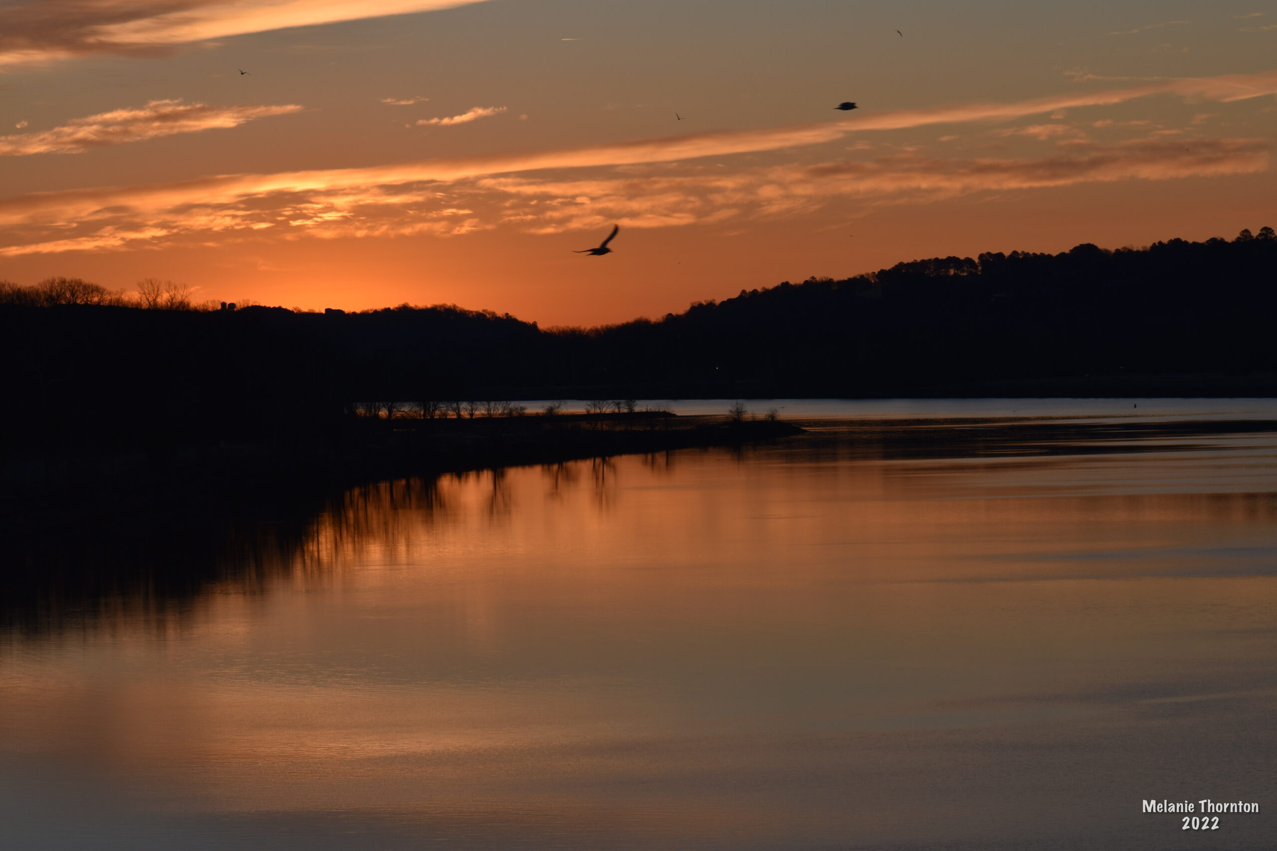 A large body of water reflects an orangeade blue sky above and the trees along the shoreline. A bird is silhouetted by the bright sky.