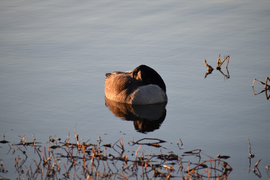 A large bird with brown and black feathers has its head tucked into its wing and is floating on the water