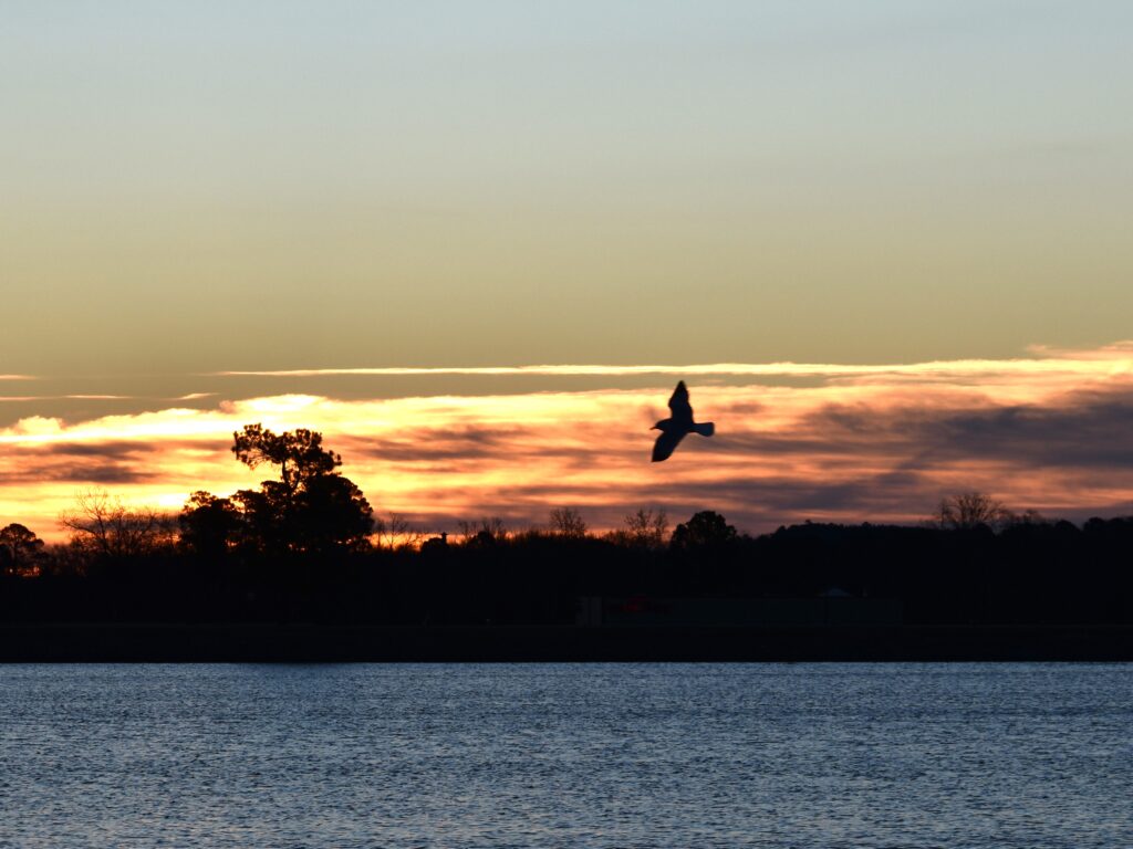 A bird flying over the water is silhouetted by a Brough sky with orange and yellow clouds.