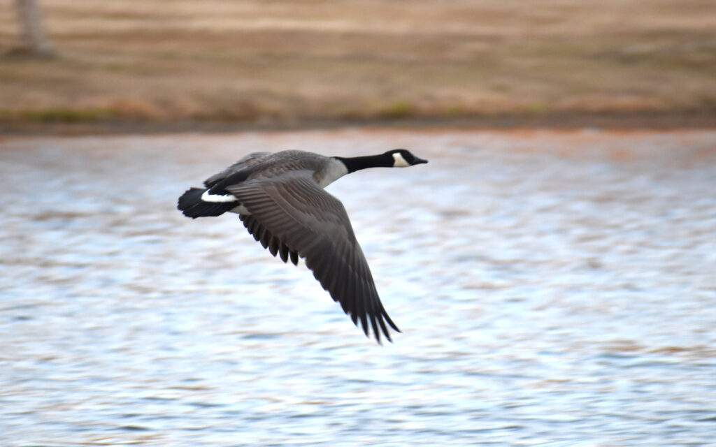 A large bird with a long black neck, white markings on its face and brown wings flies over the water