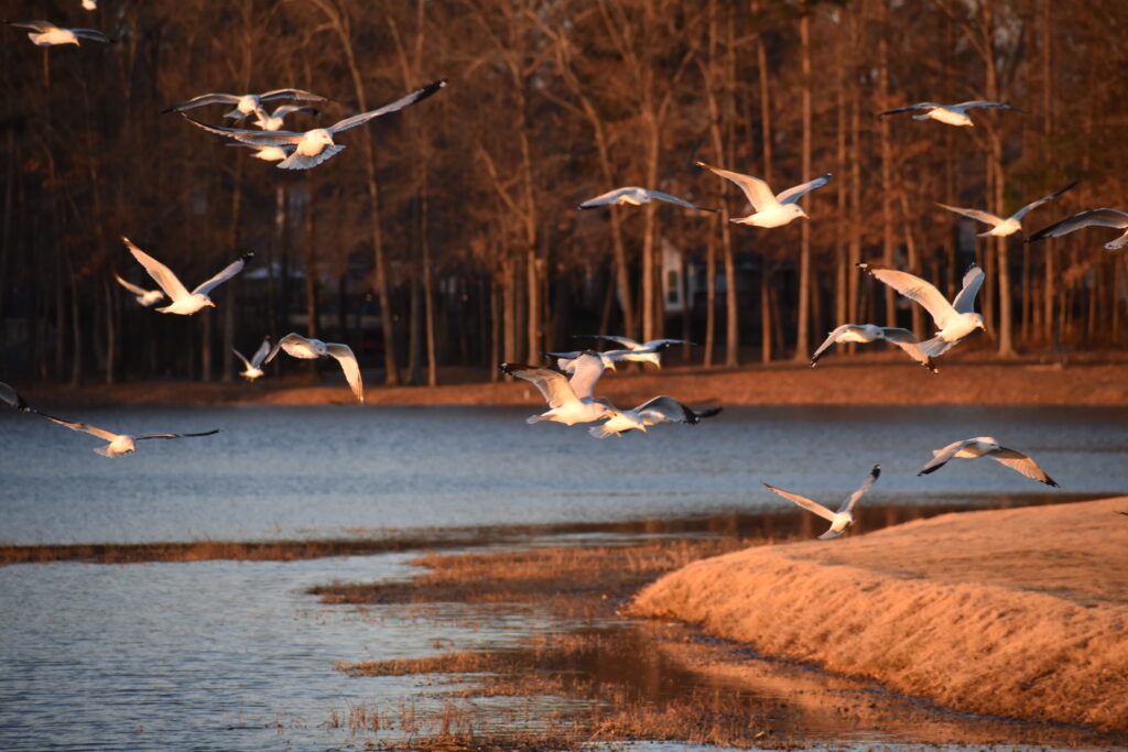 A group of about 20 white and gray birds fly above the water near the shore. Sunlight makes their white bodies very bright.