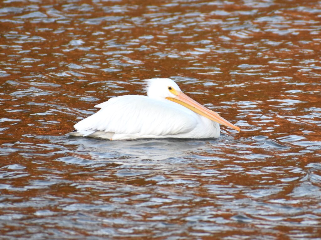 A close-up view of a large white bird with a long orange and yellow beak floating on water that is brown in color