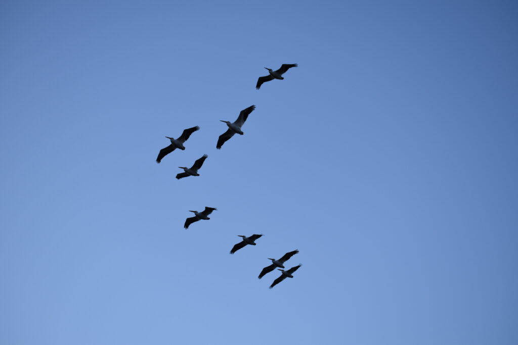 Eight birds in flight with large wingspans and long beaks are silhouetted against a blue sky