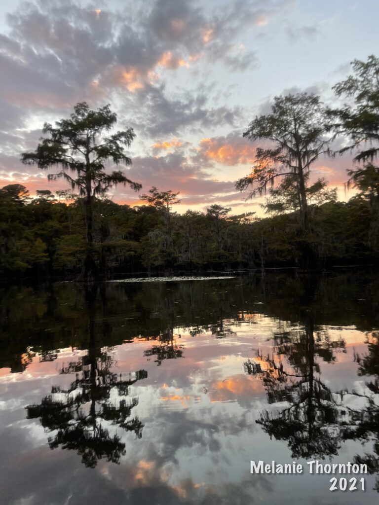 A light sky with pink and orange clouds above a body of water surrounded by cypress trees. The sky reflects in the water below.