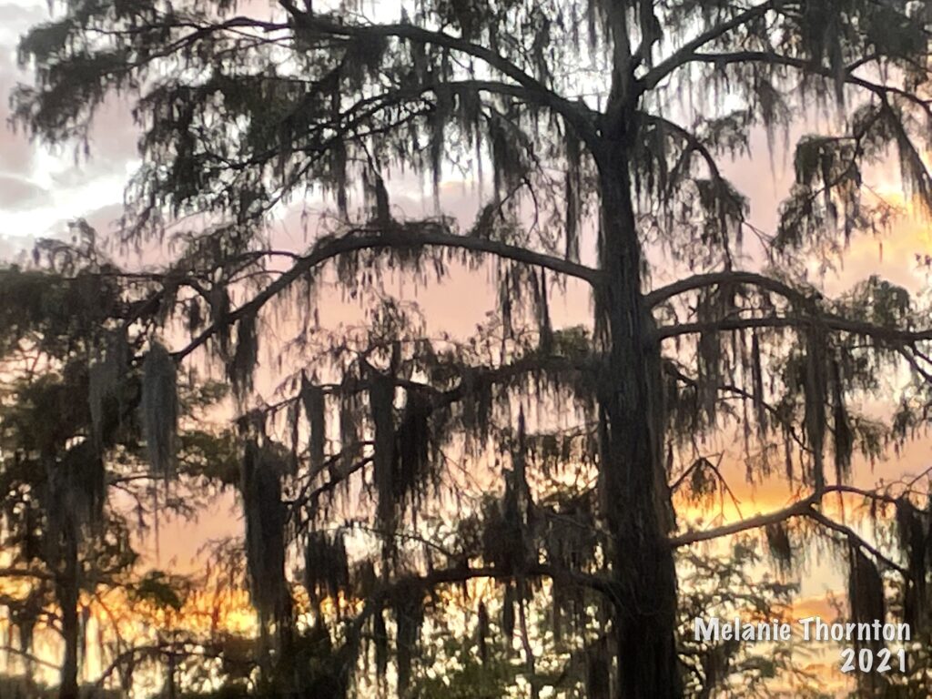 A colorful sky of pink, yellow and orange silhouettes a bald cypress tree