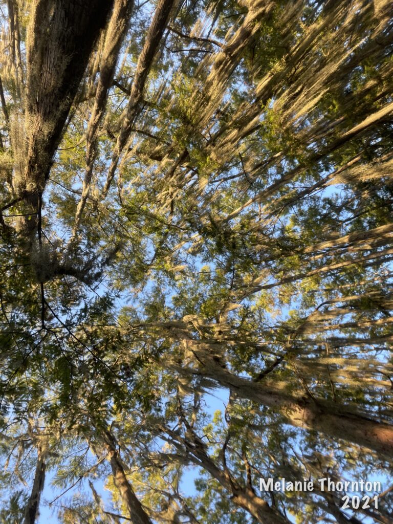 Looking up from below at the tops of a large number of trees, with blue sky peaking through