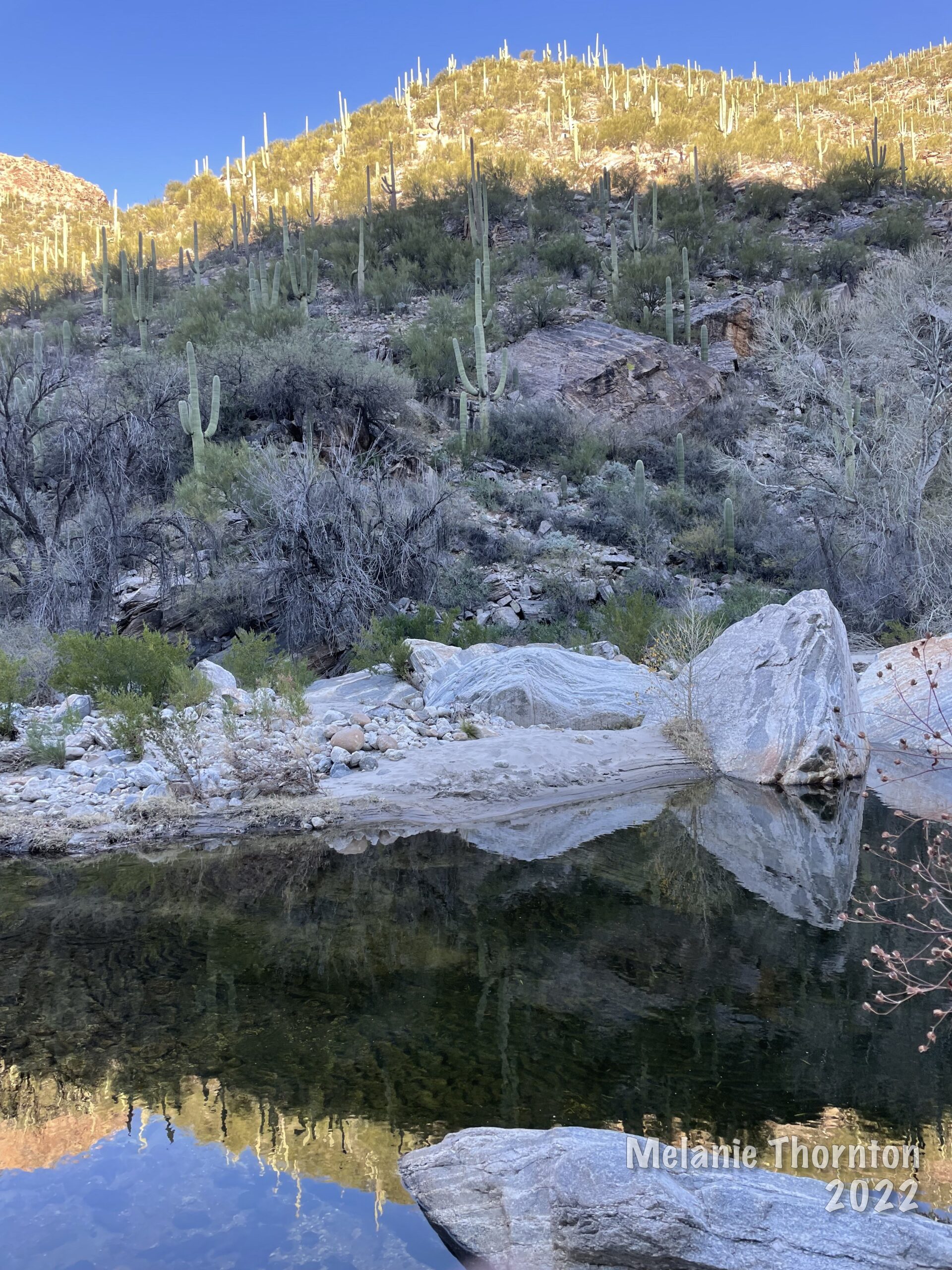 A hill rises above the water with cactus growing all over. The cactus are also reflected in the water below.
