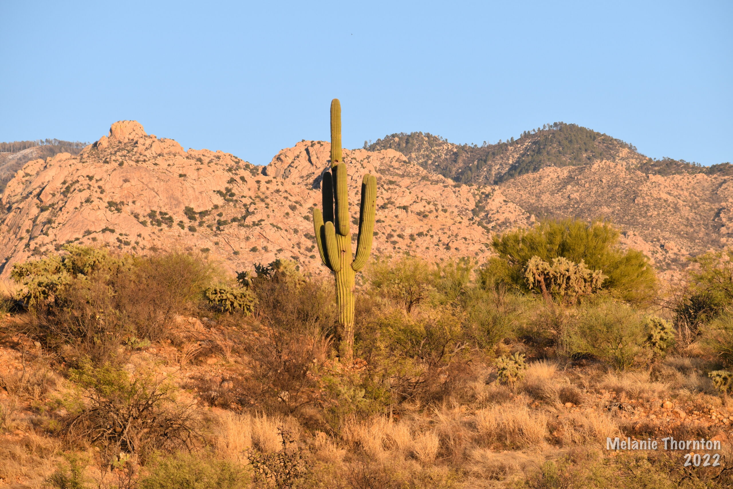 Tall cactus among orange-colored rock formations
