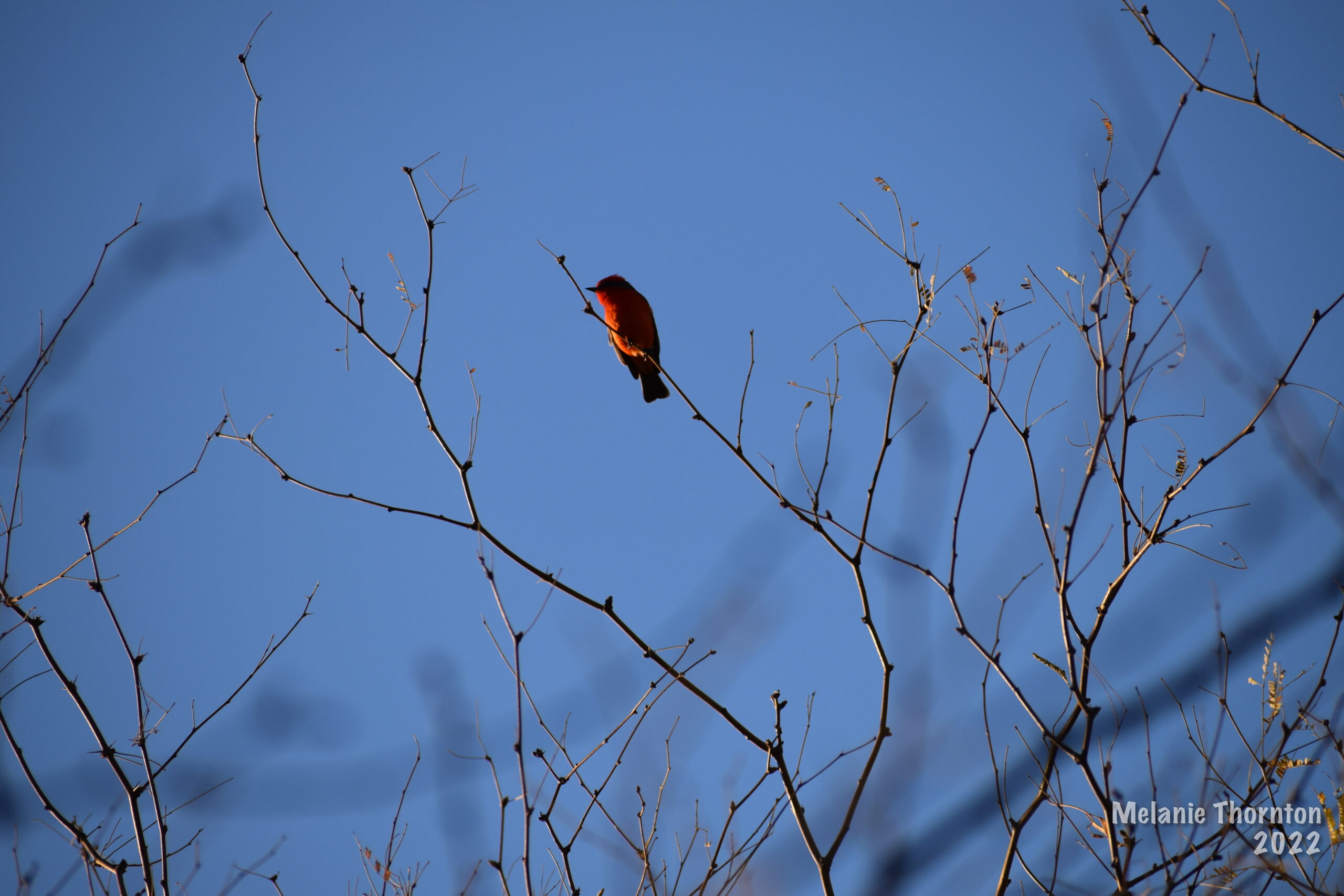 A bright red and black bird sits on a small branch against a blue sky