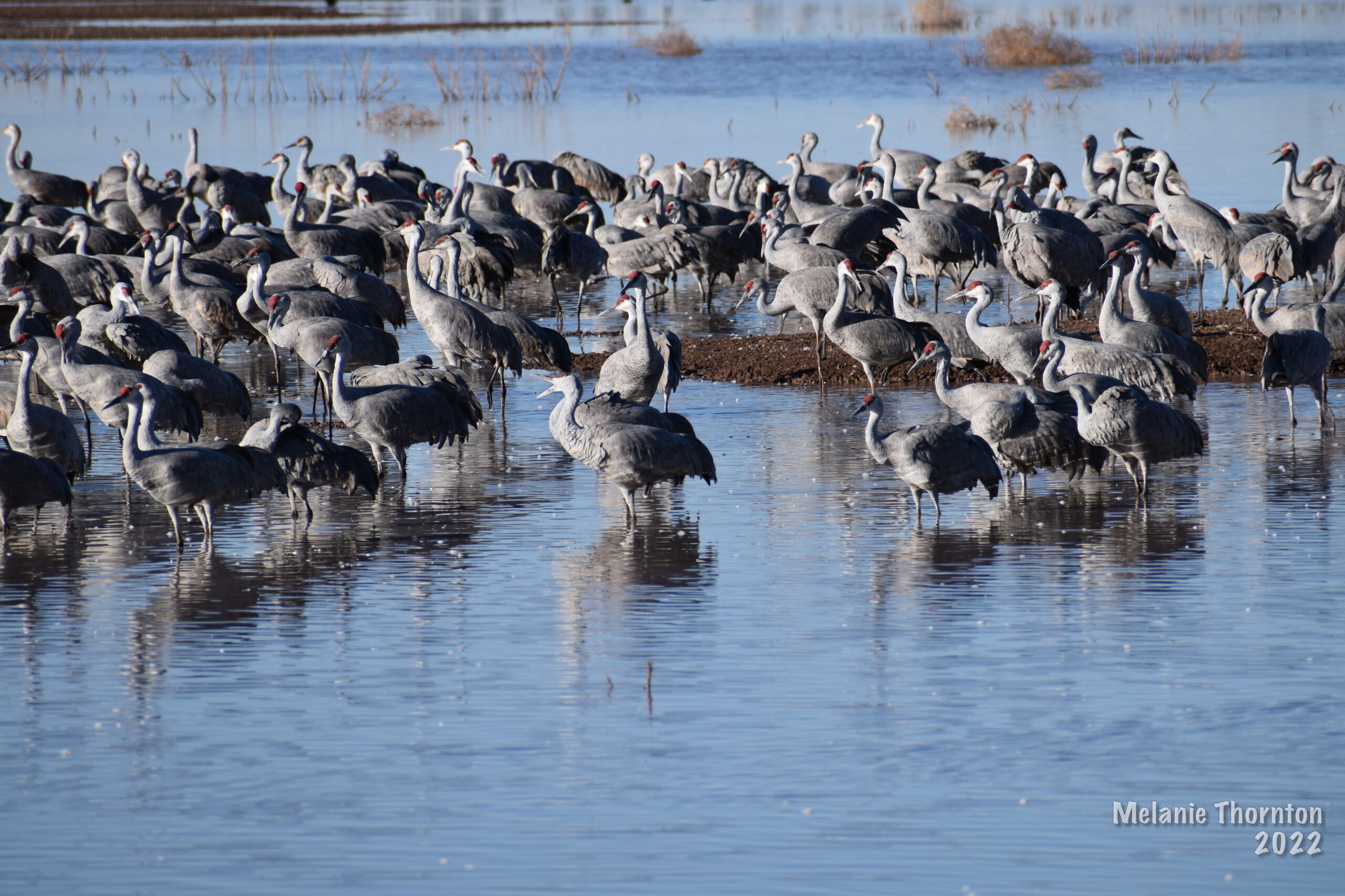 Many large gray birds stand together in shallow water. They have long necks and legs and a red spot on their face.