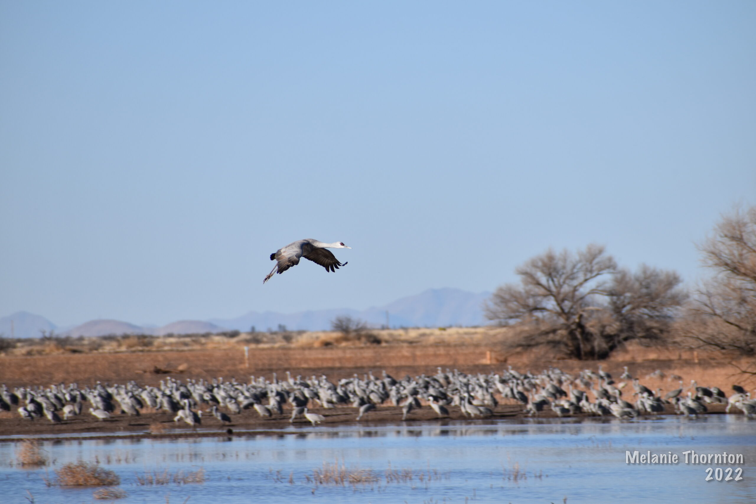 A large gray bird flies above the water. Behind it are hundreds of other large gray birds.
