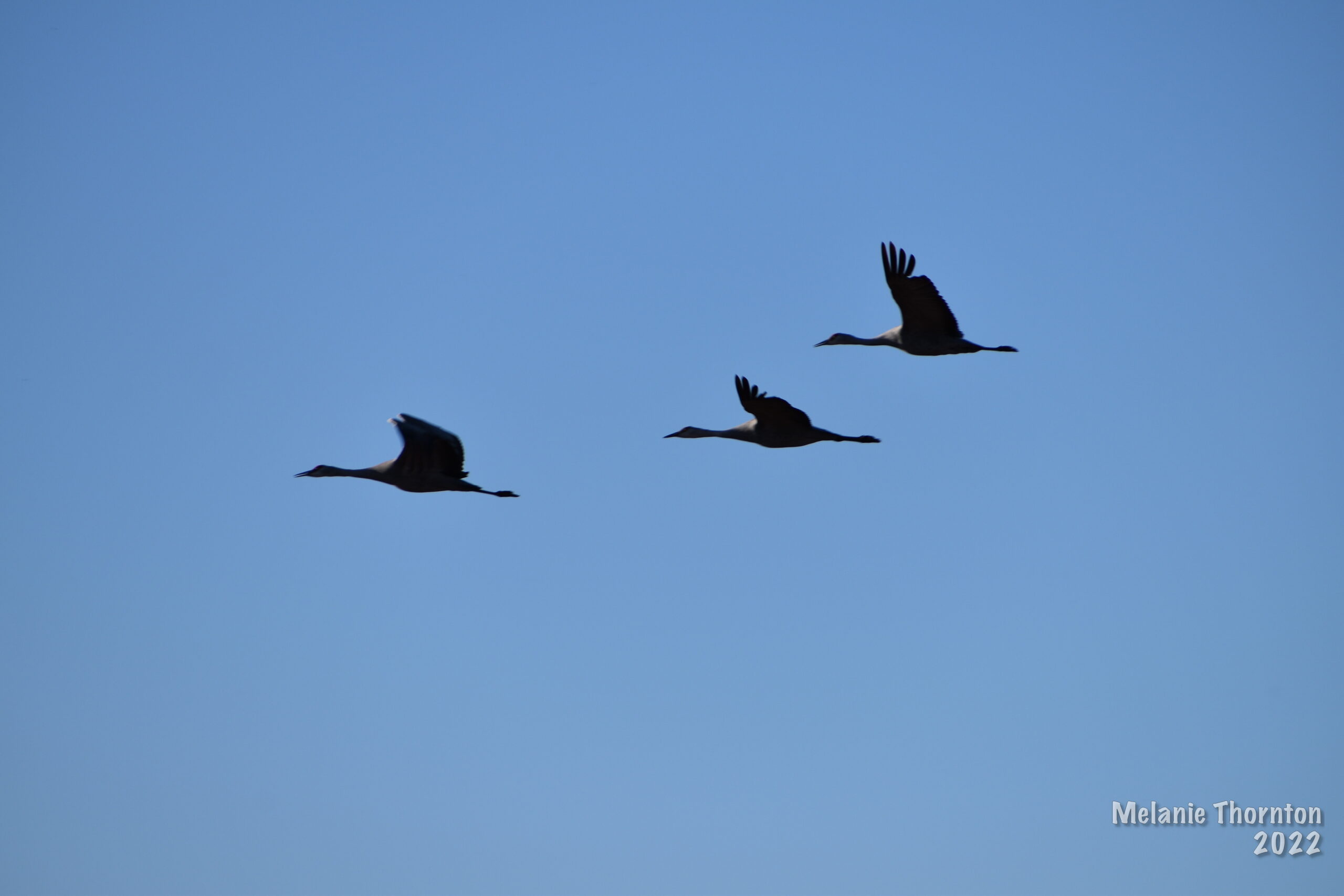 Three large birds are silhouetted against a bright blue sky