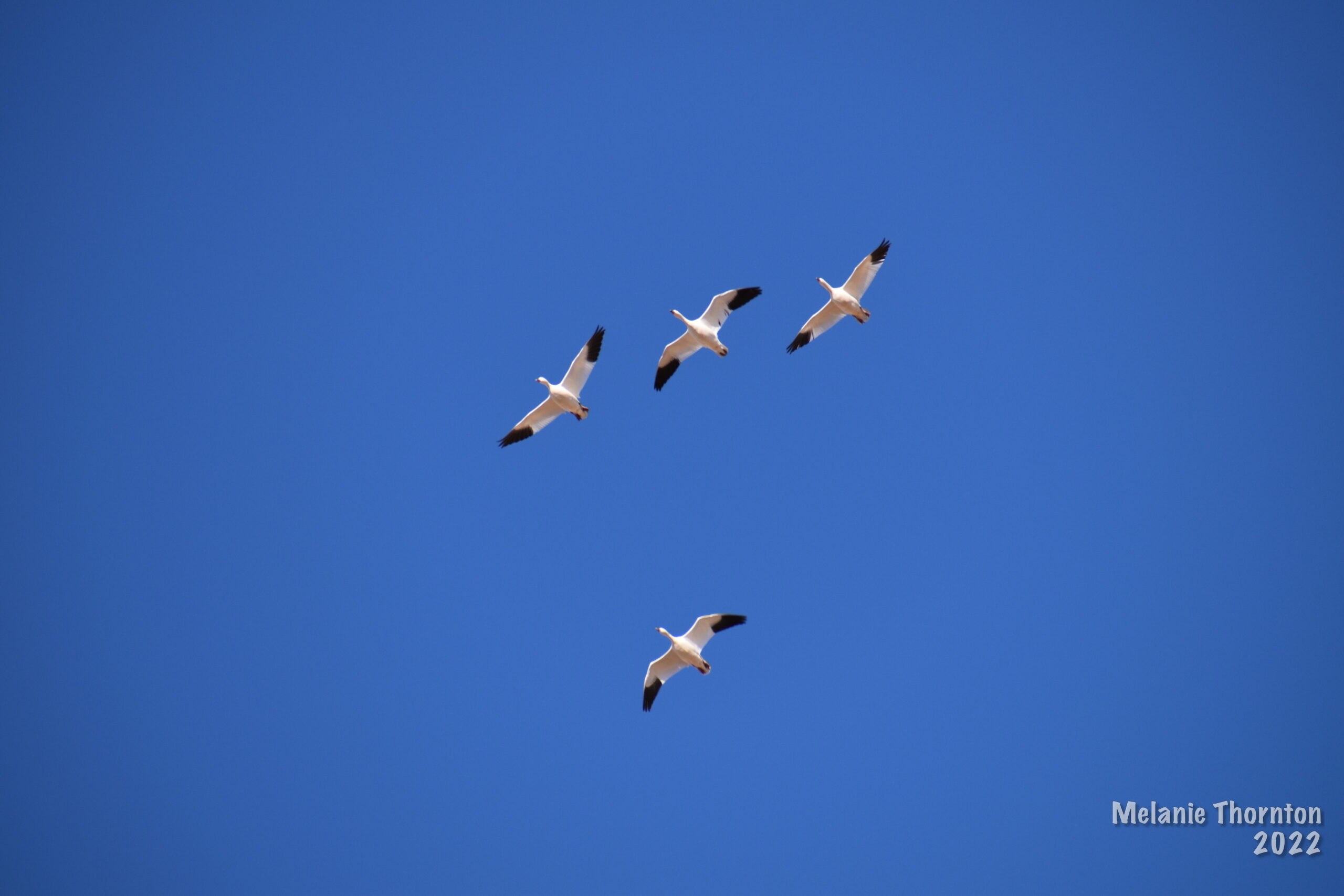 Four large white birds with black tips fly in formation against a bright blue sky