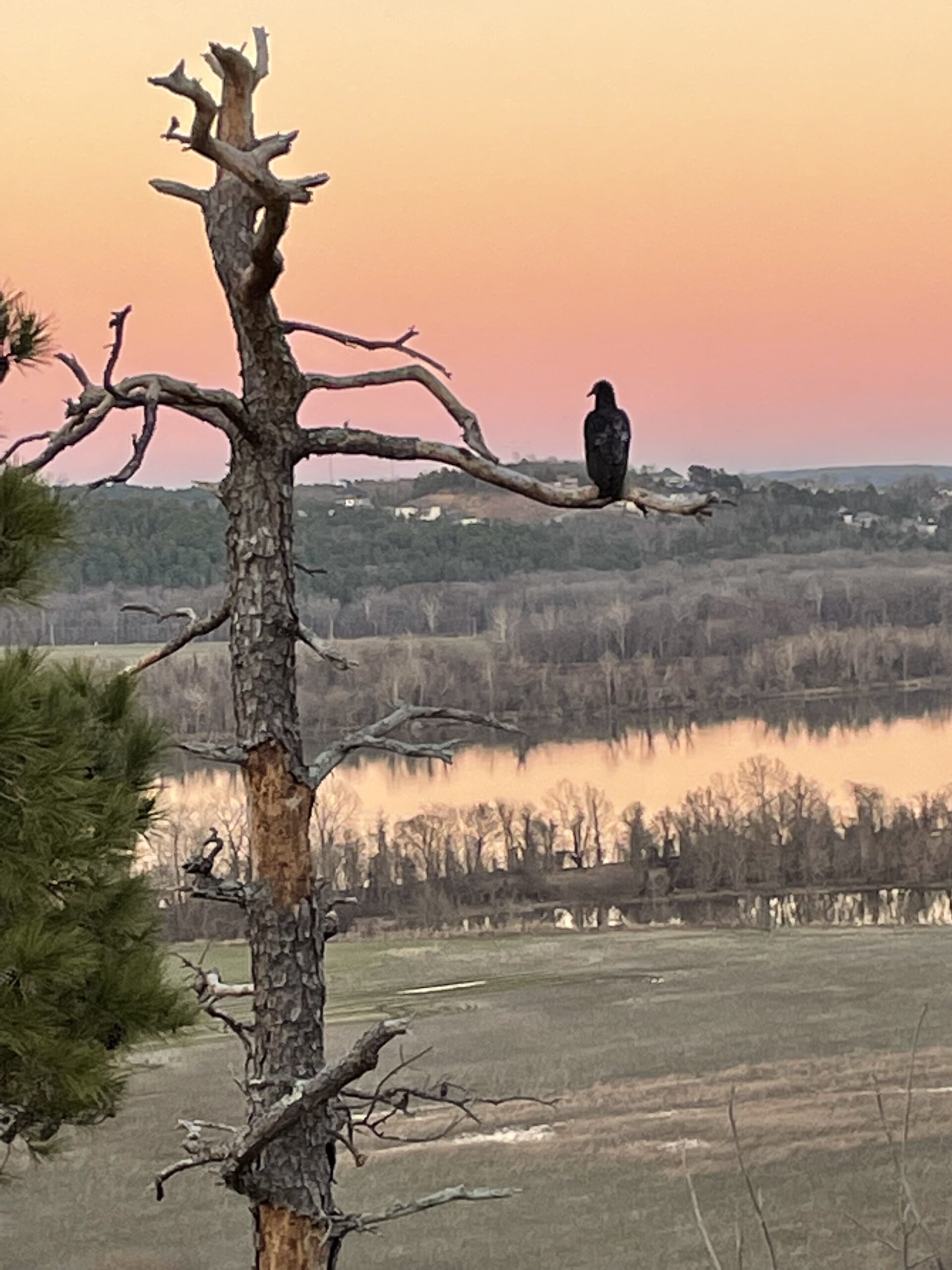 A large bird is silhouetted by a pink-ish orange sky as it sits on a brach of a dead tree. Beyond we can see a body of water that is orange from the sky and hills covered with trees in the background.