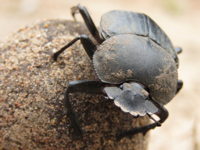 A large black insect sits on a brown ball of dung.