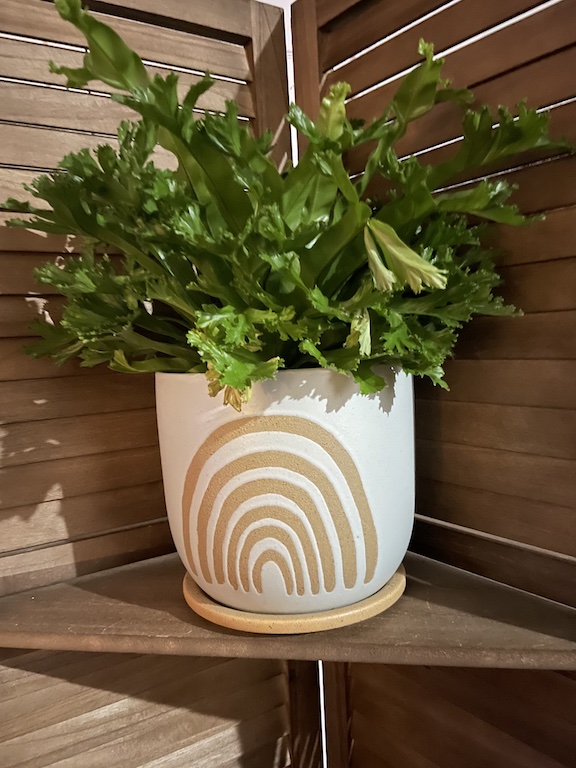 A green plant is in a large light colored pot with a rainbow shaped decoration that is tan.