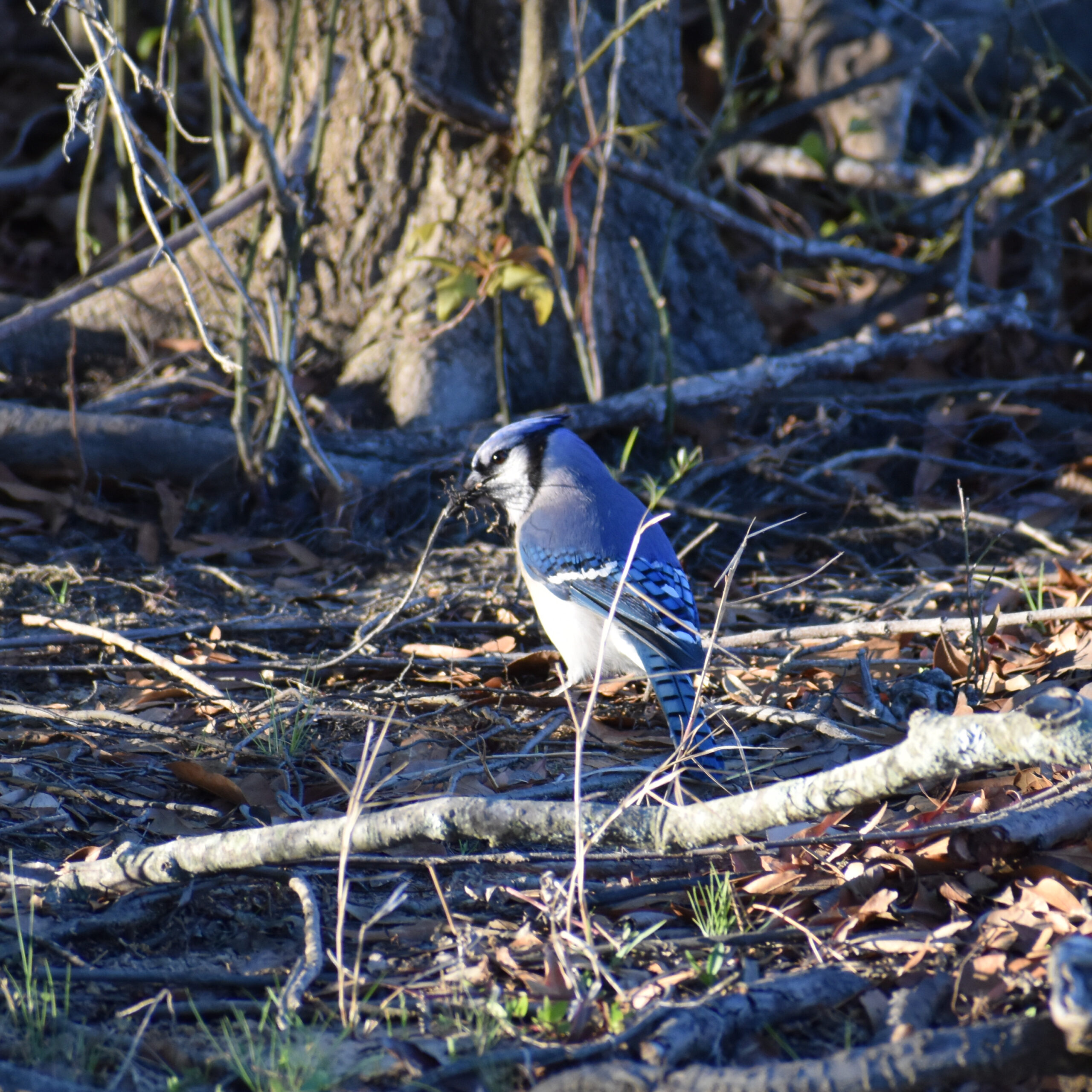 A bird with blue wings, a blue tail with black stripes, and light grey underbelly, stands on the ground with small twigs in its mouth.