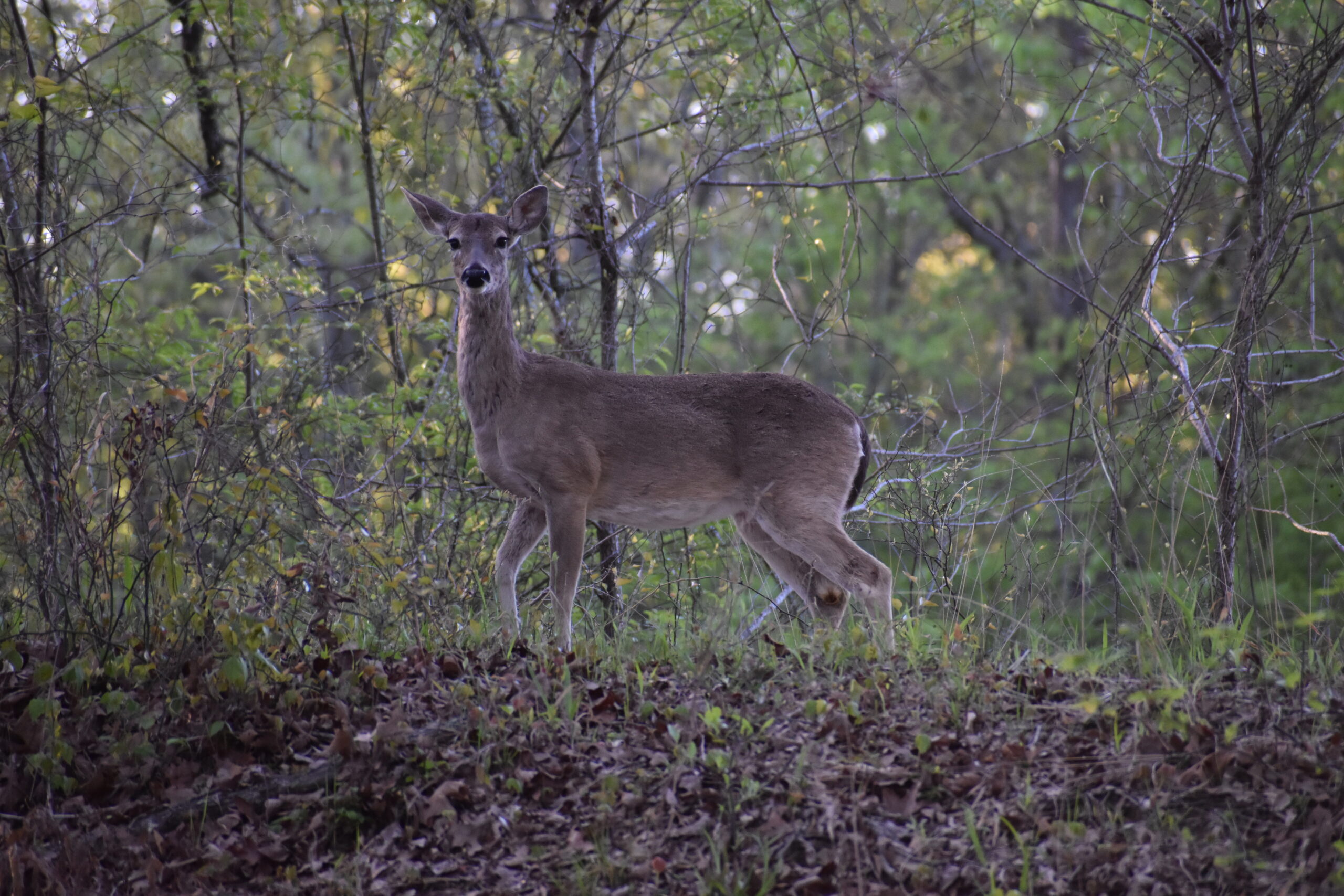 A deer stands still in a wooded area and looks our directions.