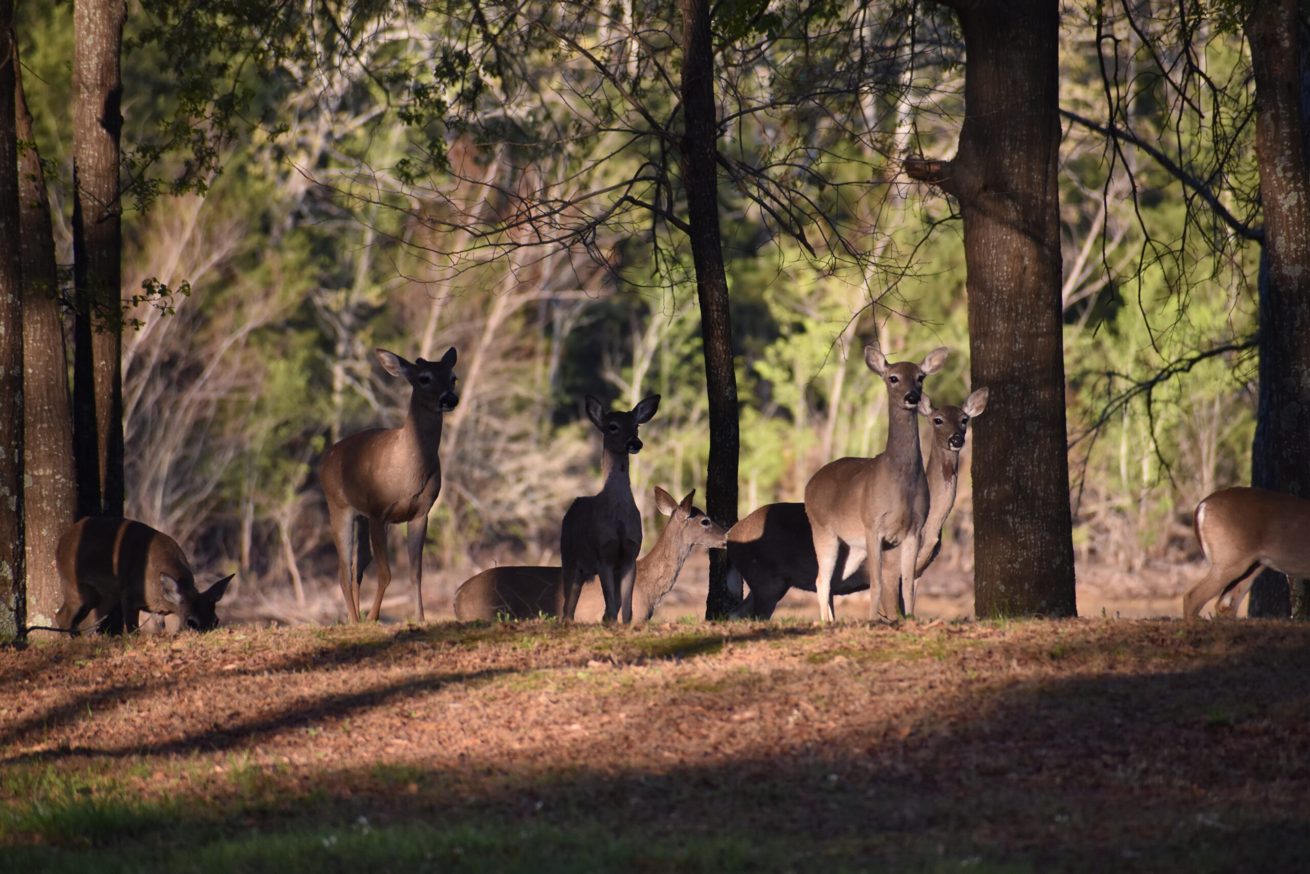 Nine deer in various positions, mostly staring in our direction standing amid a row of trees