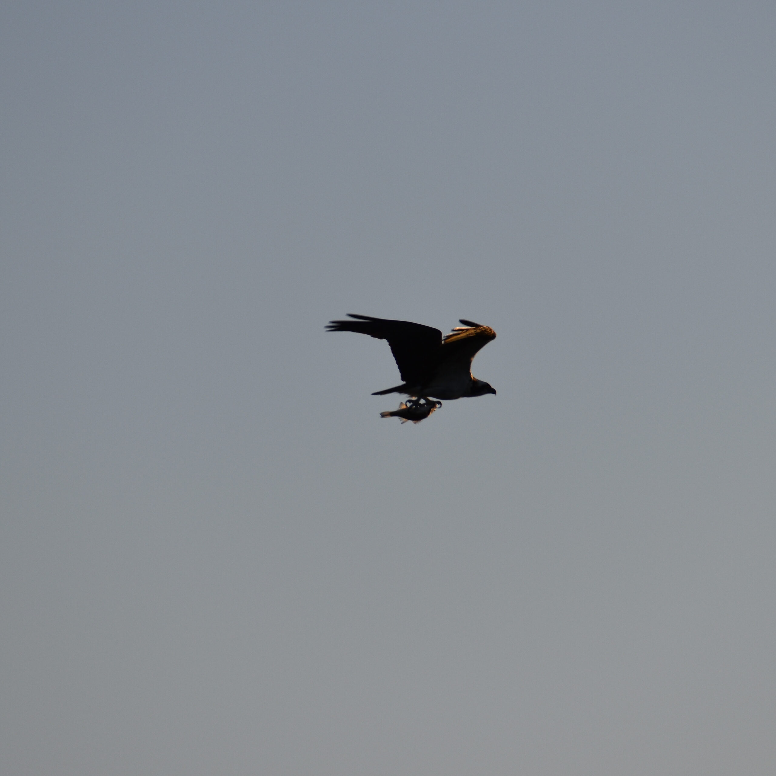 The silhouette of a raptor with a small fish in its talons.