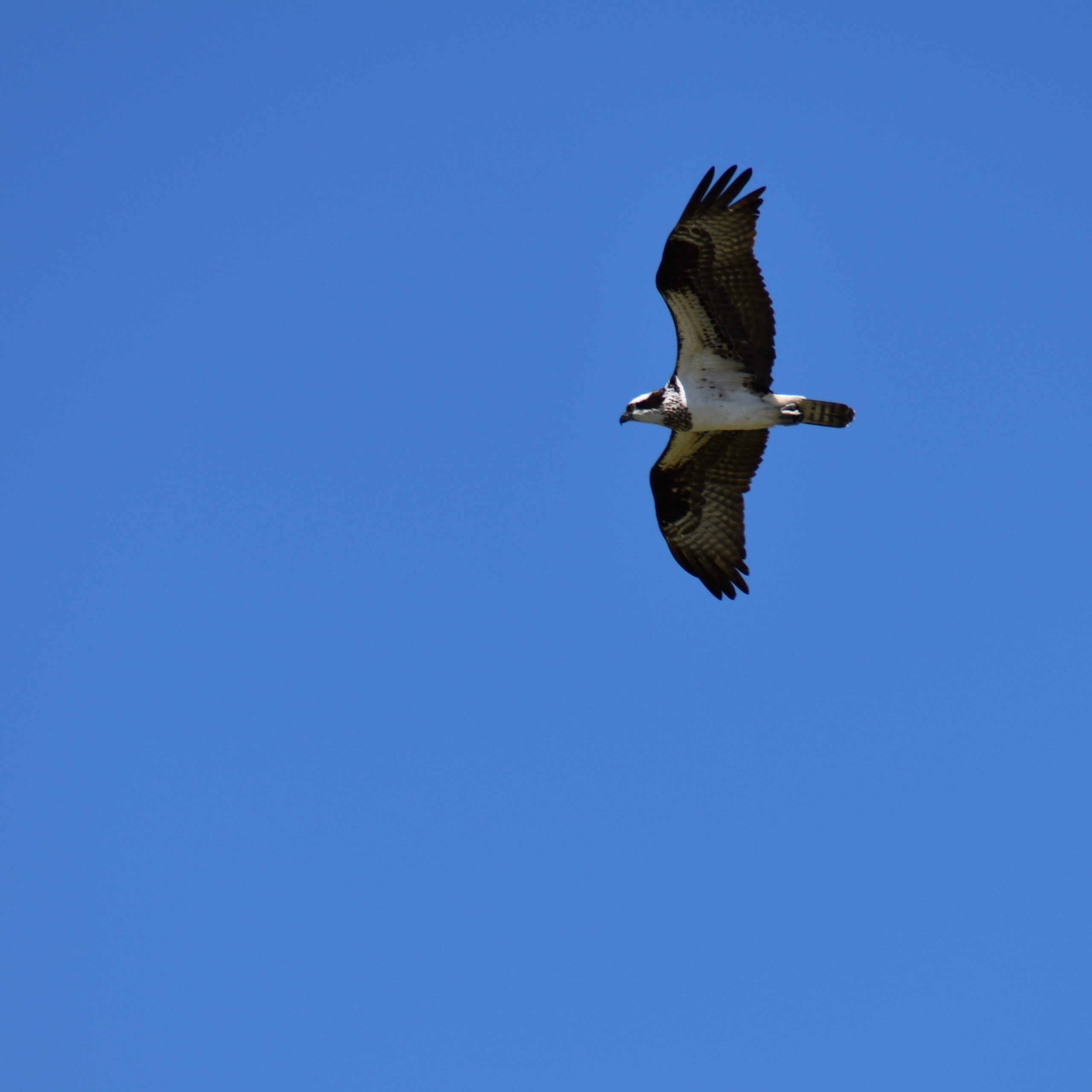 A large raptor soars with its wings spread wide against a deep blue sky. It has dark wings and a white body. Its tail is striped alternating dark and light colors. Its head is mostly white with a dark eye stripe and dark beak.