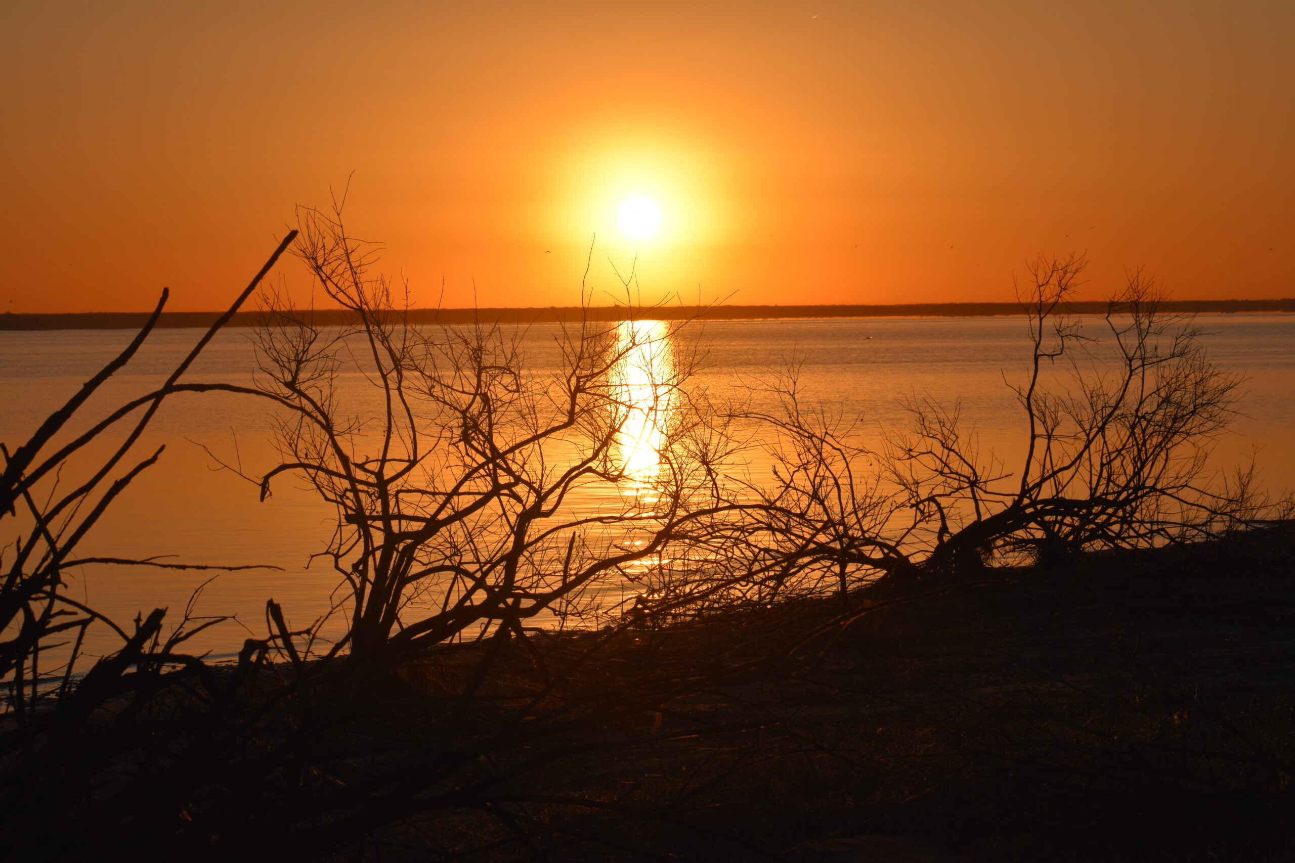 A bright orange sun rises slightly above the horizon with a sky of bright orange. The sky and sun are reflected in the water below. They set off the silhouettes of leafless bushes on the shoreline nearby.
