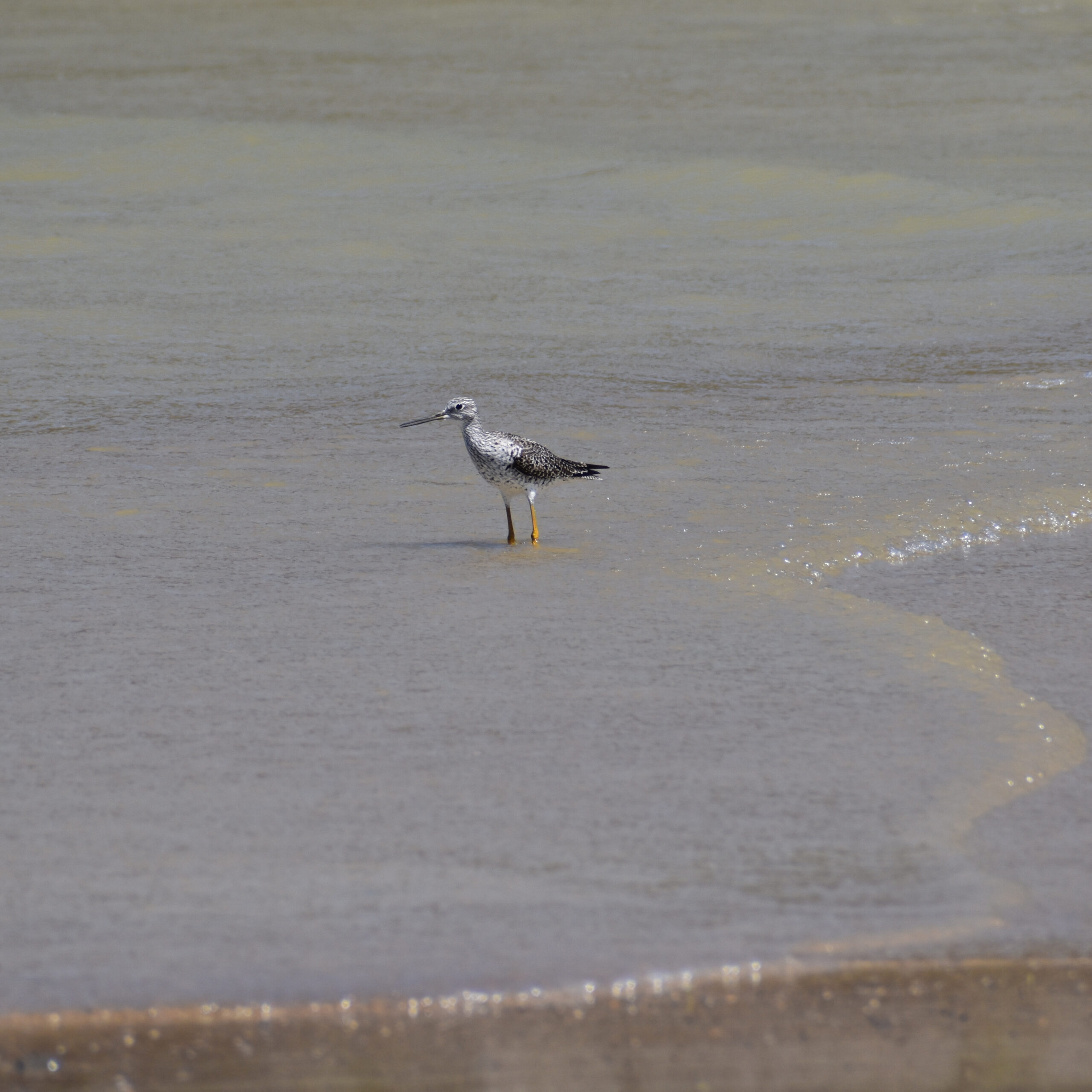 A bird with a long grey beak, gray spotted body and darker spotted wings, and long yellow legs stands in shallow water on the sandy shore.