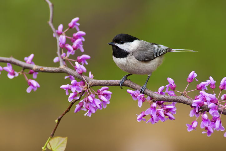 A small bird with a black head and throat, white belly and grey wings rests on a small brach with purplish-pink flowers on it.