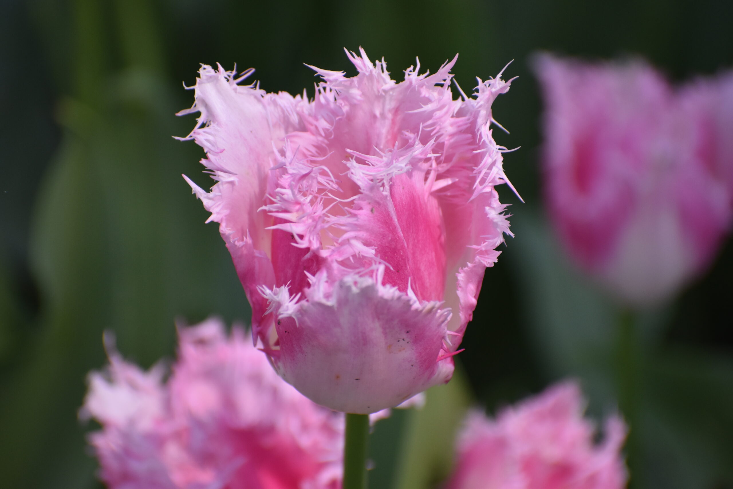 Closeup of a pink flower with fringed petals