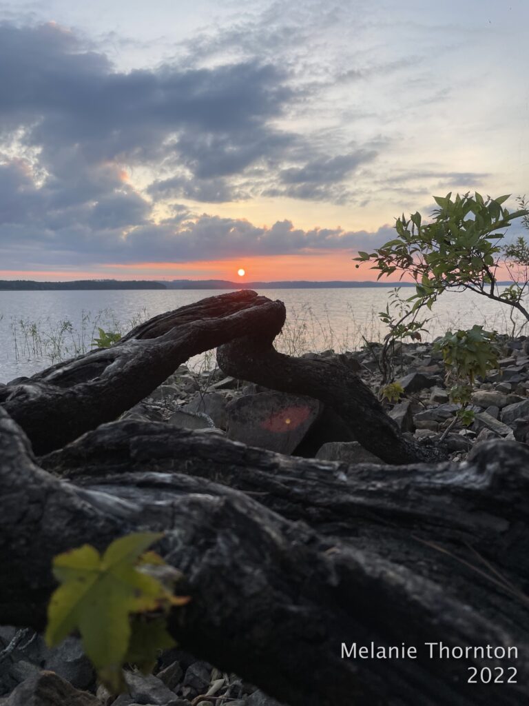 Looking over gnarly roots of a dead tree across the water toward a pink sun and sky.