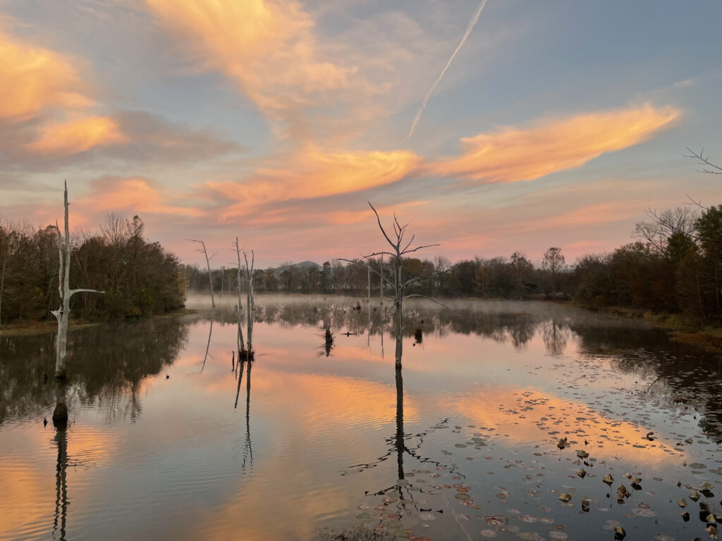 Pink clouds and a blue sky reflect in a smooth body of water with several dead trees standing in the water.
