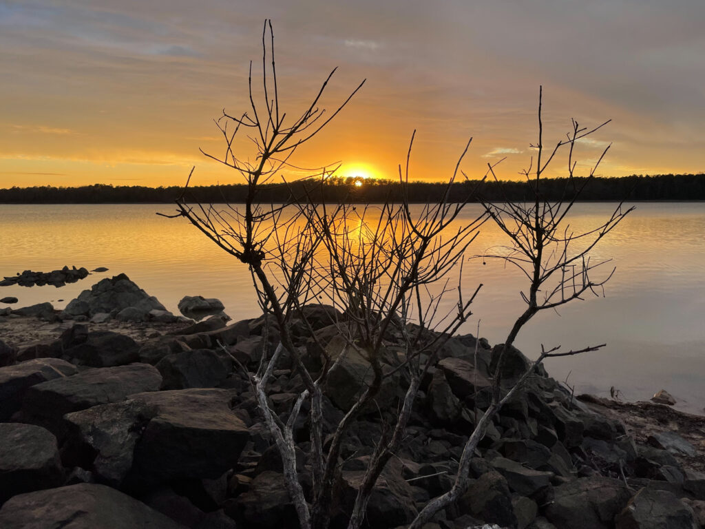 Looking through a bush with no leaves toward a body of water.In the distance the bright yellow sun sits on the horizon casting yellow into the sky above and reflecting in the water below.